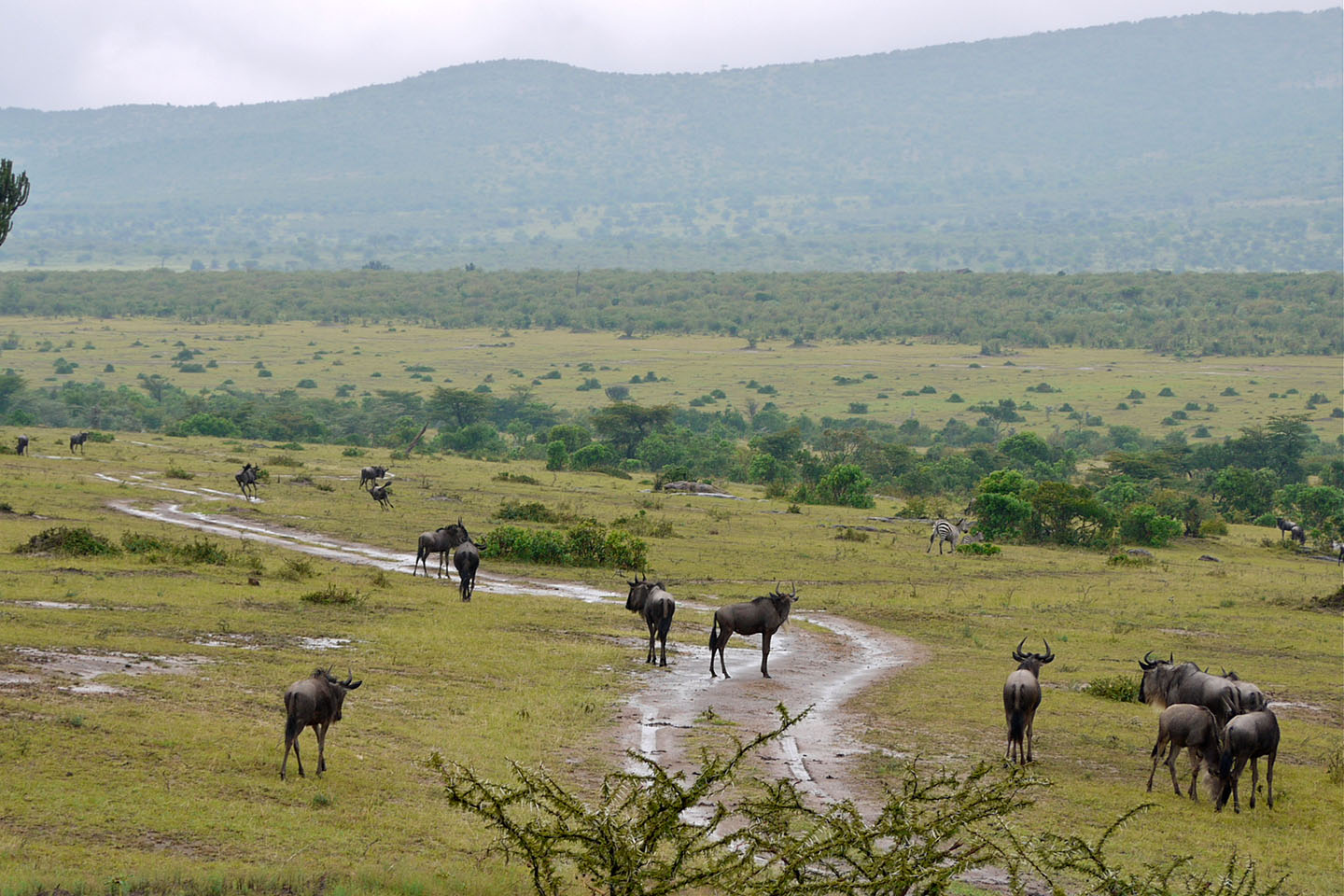 Masai-mara-wildebeest-migration