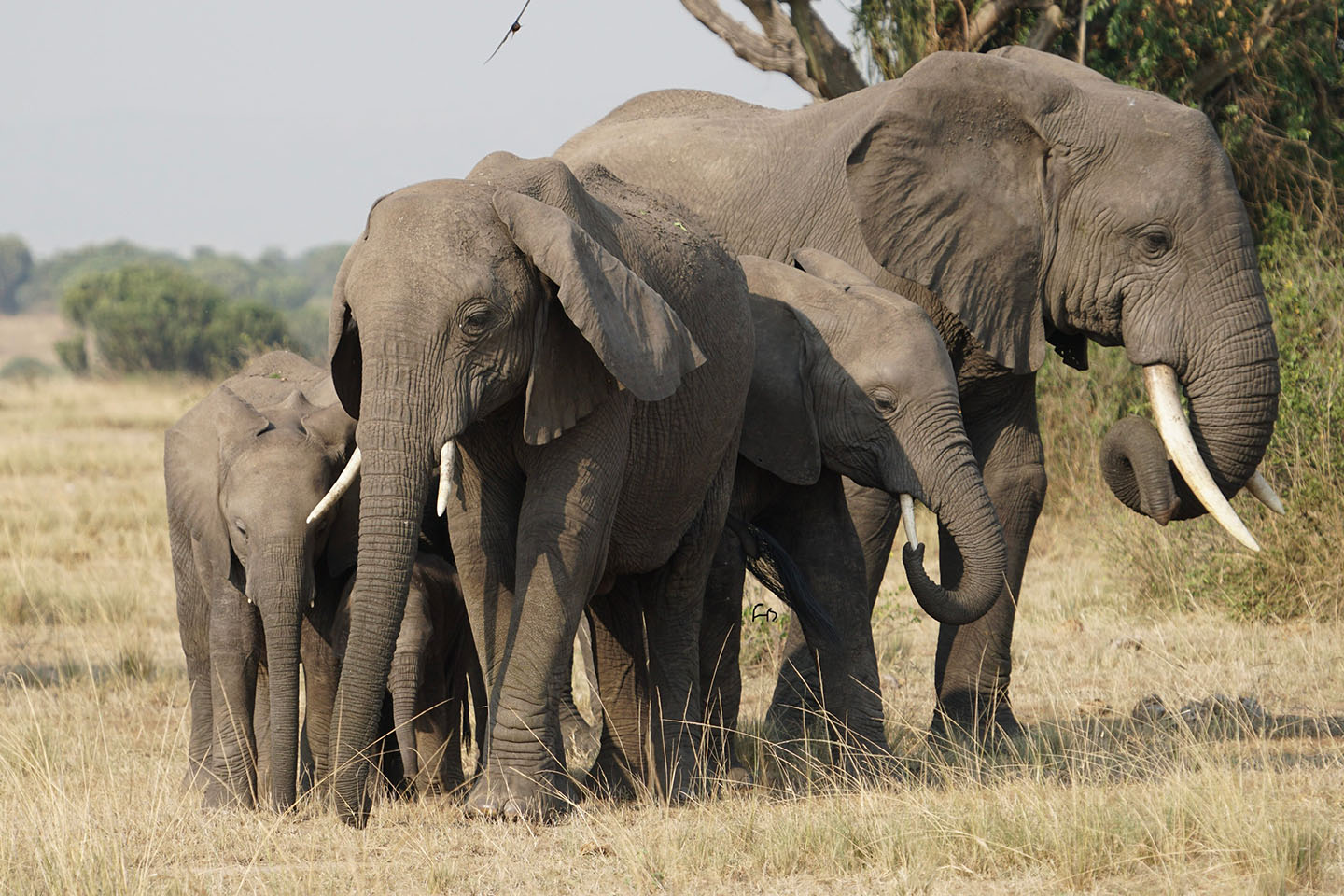 Biggest Mammal in Africa