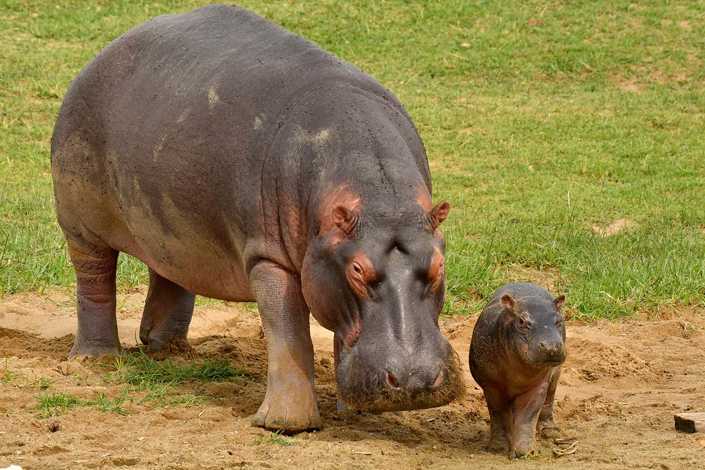 2nd Biggest Mammal in Africa