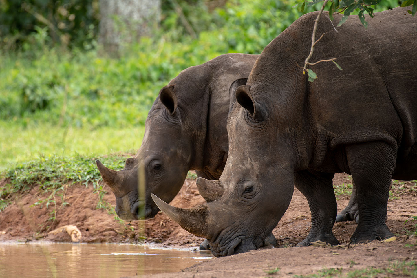 3rd Biggest Mammal in Africa