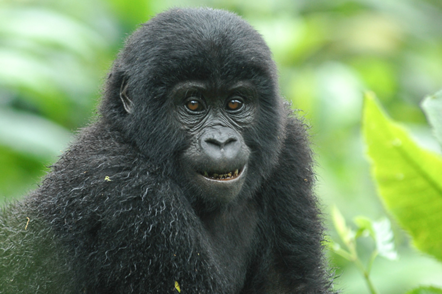 fast gorilla tracking safari