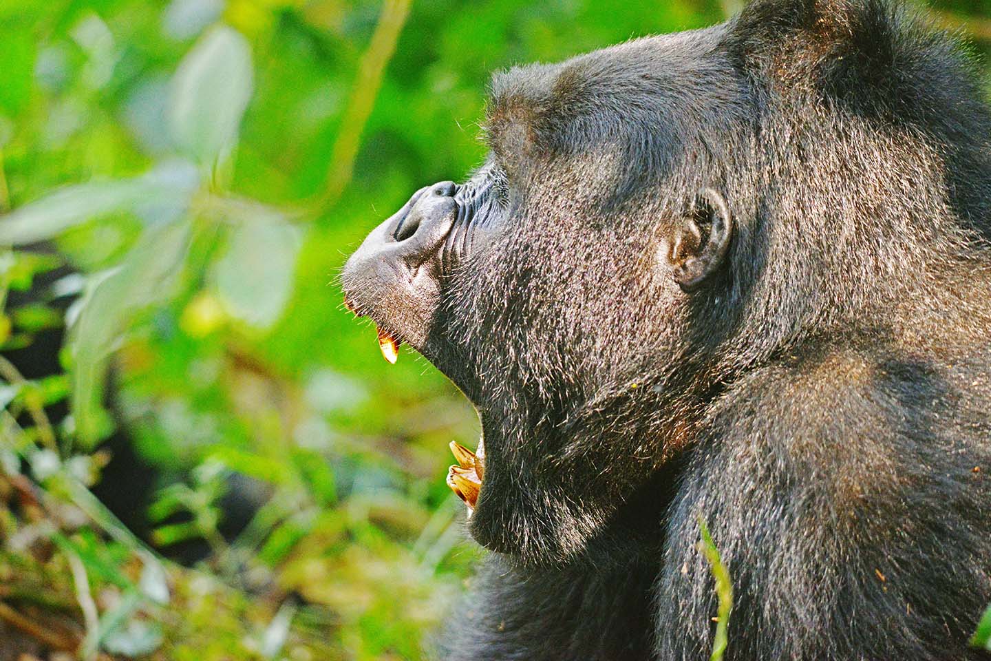 Gorilla Tracking Ruhiija