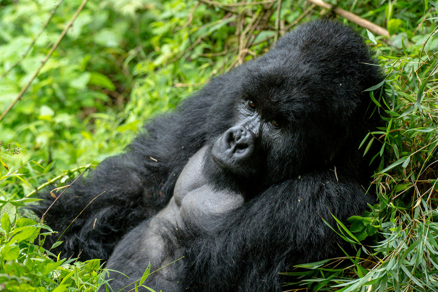 Gorilla Tracking Mgahinga