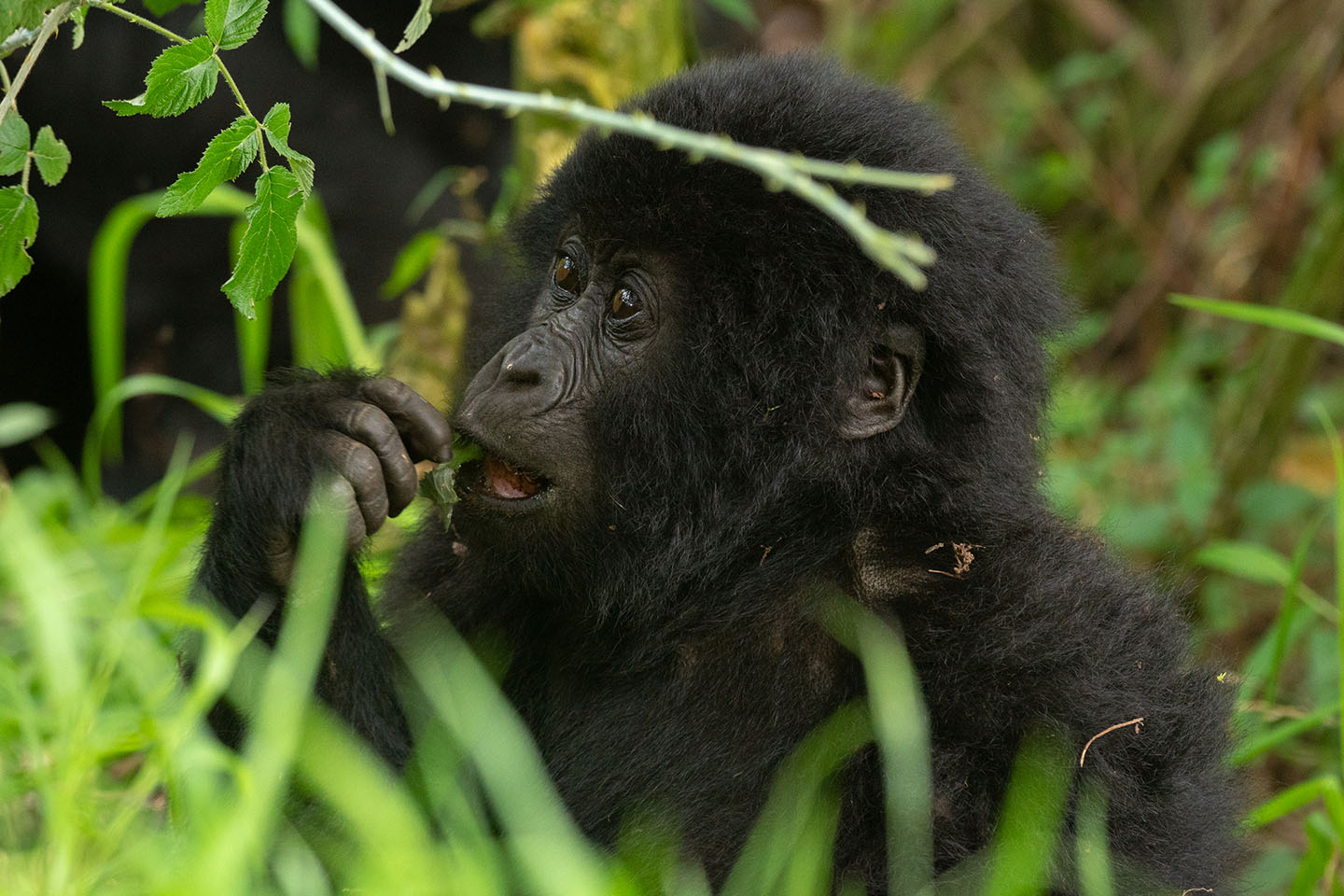 Gorilla Tracking Rushaga