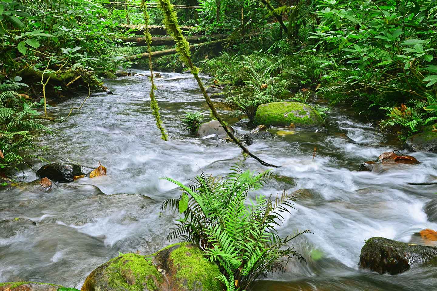 bwindi-national-park-forest-01