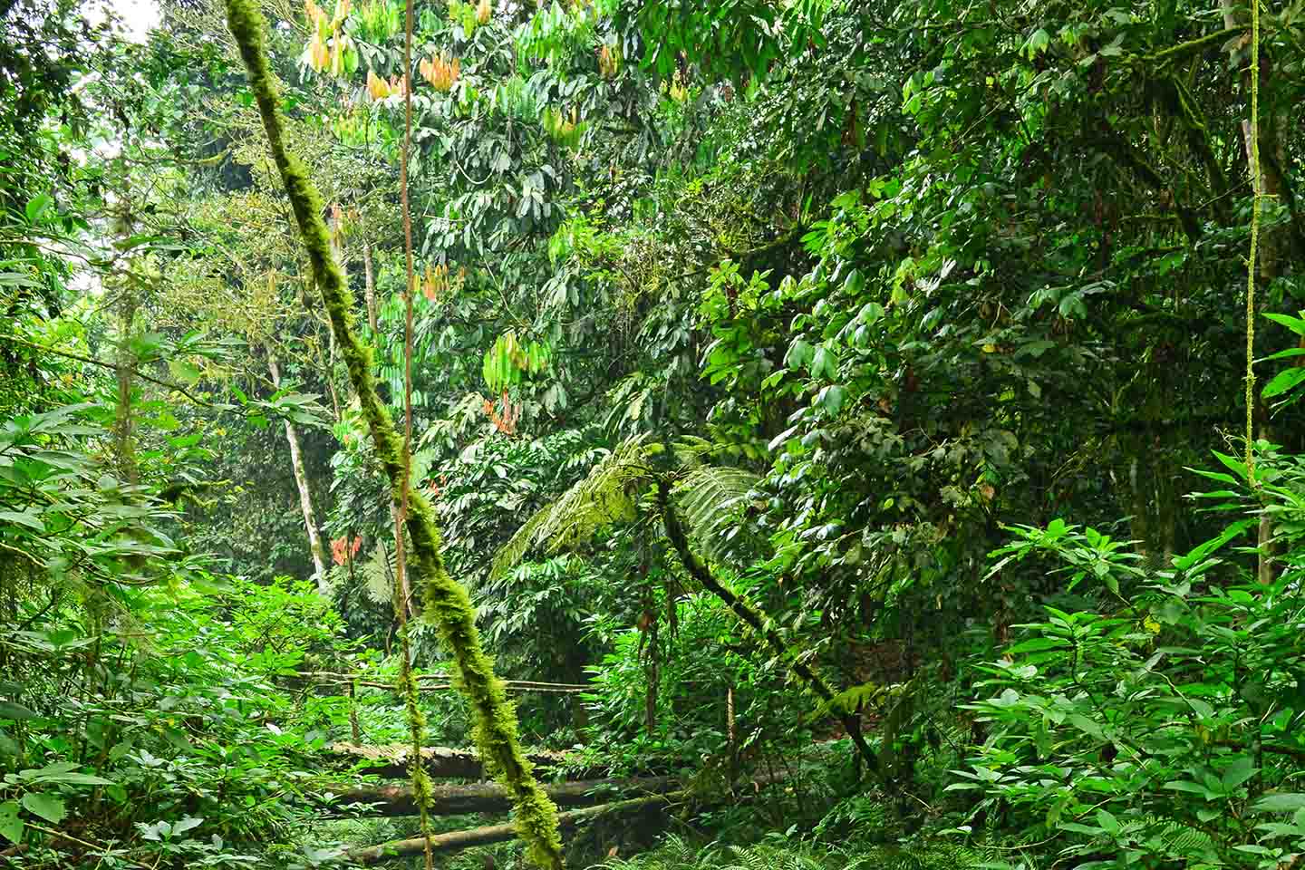 bwindi-national-park-forest-02