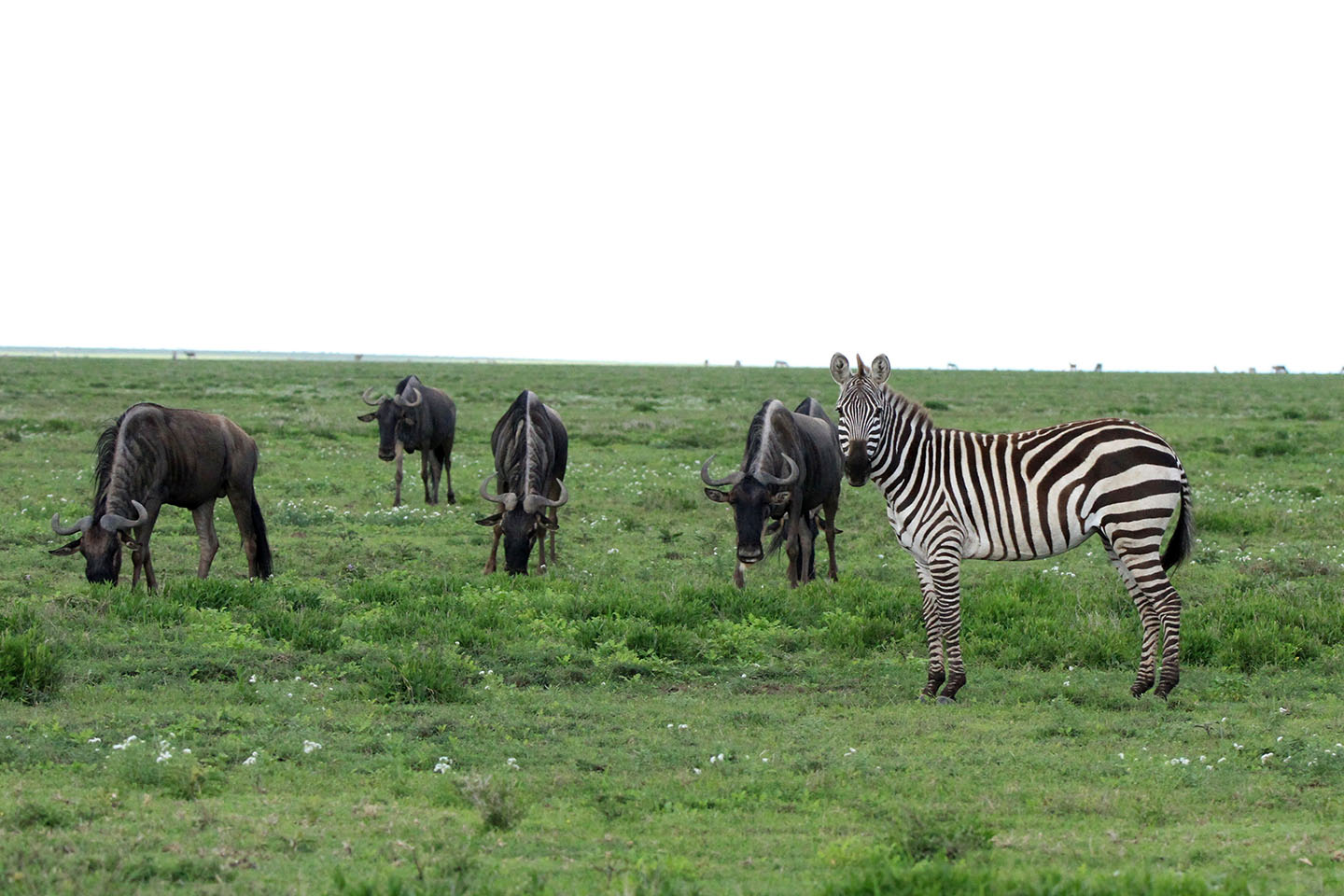 masai-mara-national-park-01