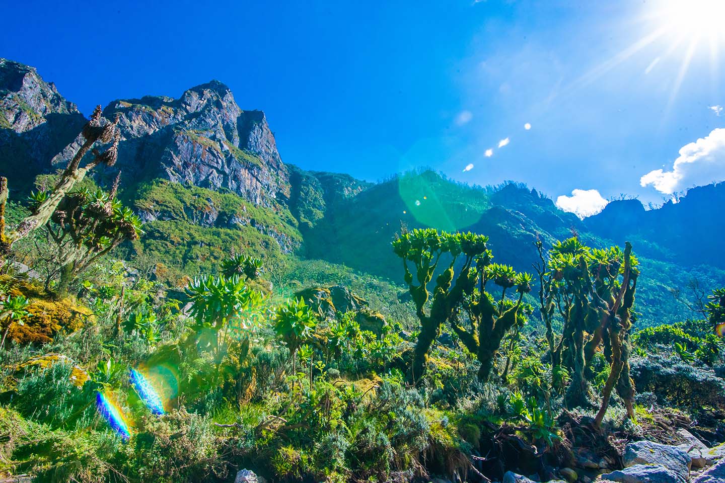 mount-rwenzori-hike-safari-tour