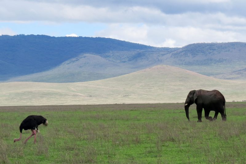 Game-drive-Tanzania