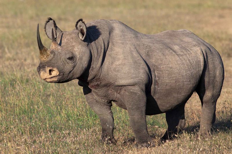 Kenya-Rhino-Big-five-Wild-africa