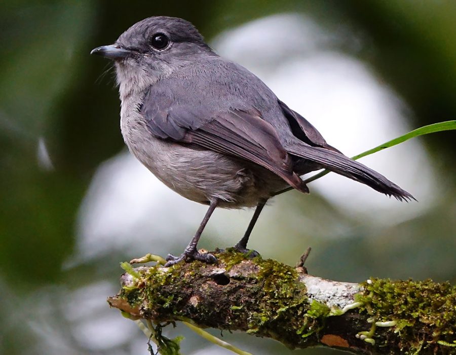 african-dusky-flycatcher-birding-avian-safari