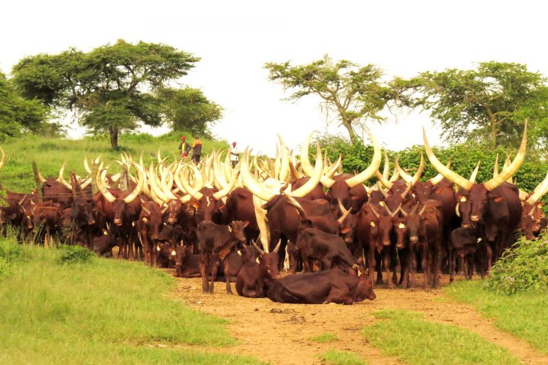 cattle-grazing-tourism-in-ankole-region