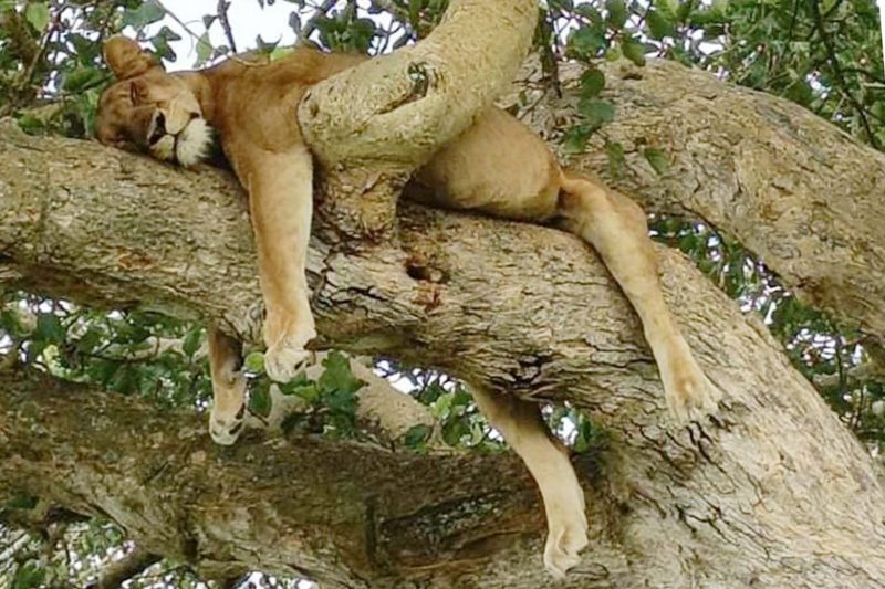 climbing-tree-lions-uganda