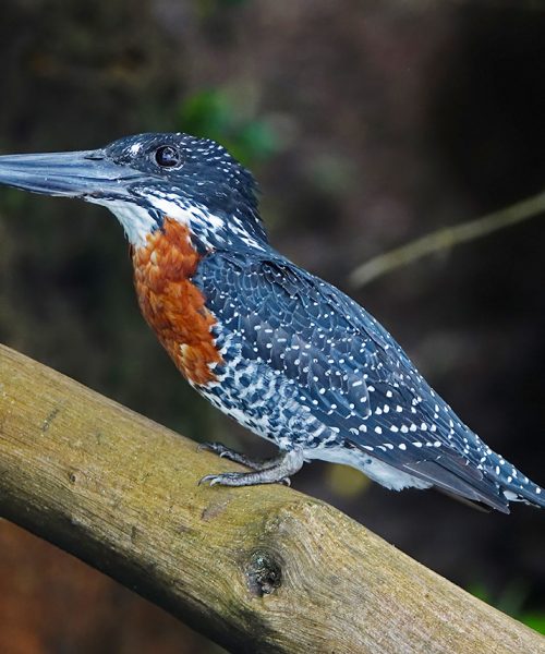 giant-kingfisher-birding-special-birding-safari