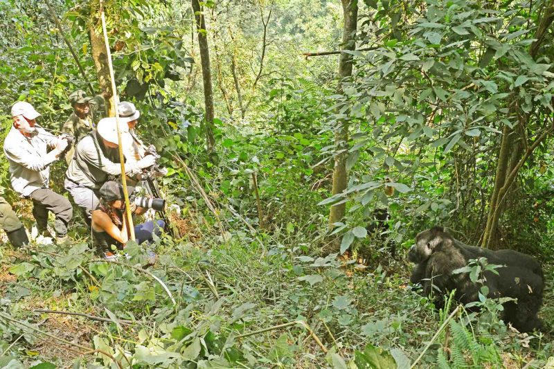 gorilla-tracking-best-done-in-uganda