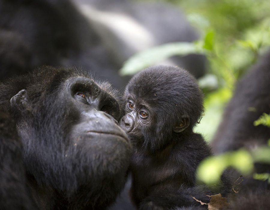 gorilla-tracking-uganda-baby-and-mother