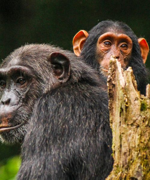 special-offer-primates-uganda-safari